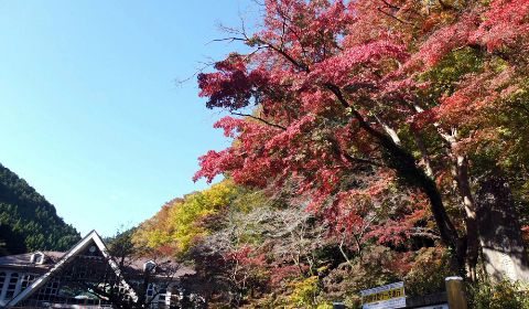11月